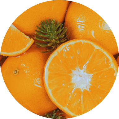 Mandarines & Aiguilles de pin