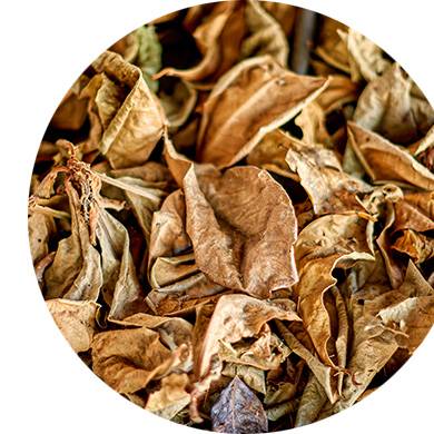 Cardamome, Patchouli, Fève tonka
