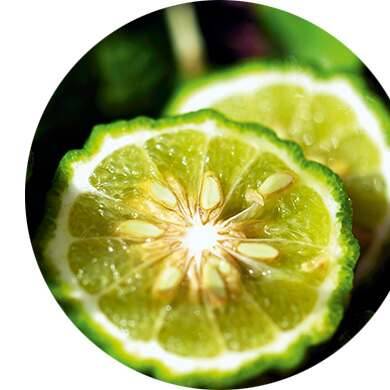 Bergamote, Algue de Bretagne, Vétiver des sables