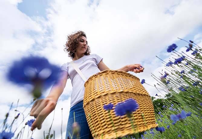 femme dans un champs de bleuet