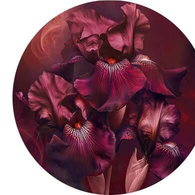 Orange amère, Iris, Encens