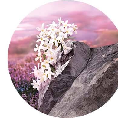 Camomille, Jasmin, Algue