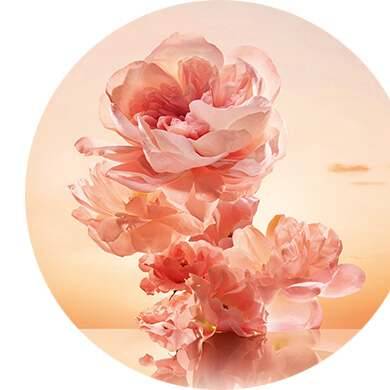 Jasmin, Rose et Accord de Bois Blancs